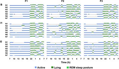 Around the clock: unveiling giraffe rest-activity rhythms and social dynamics